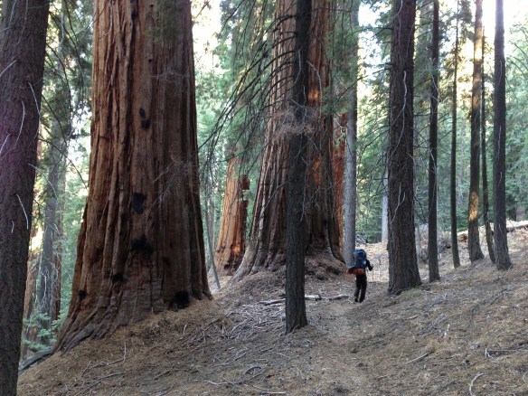 Giant Sequoias