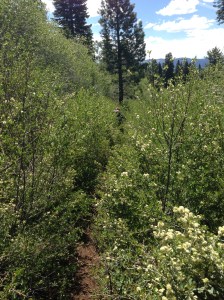 There's a trail through there somewhere...